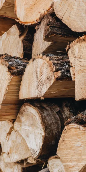 a pile of cut logs