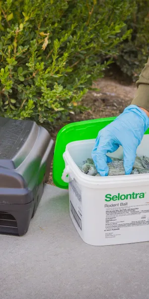 Person wearing gloves placing rodent bait in a plastic bait station outdoors near green bushes.