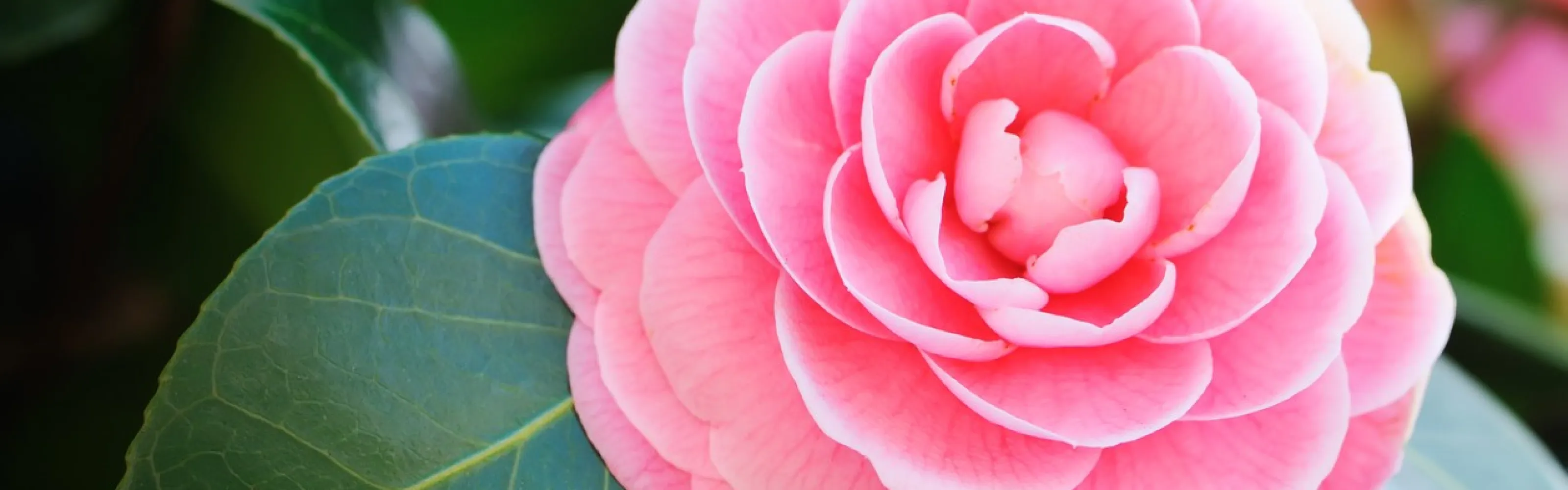 Current Ad Pike Nurseries