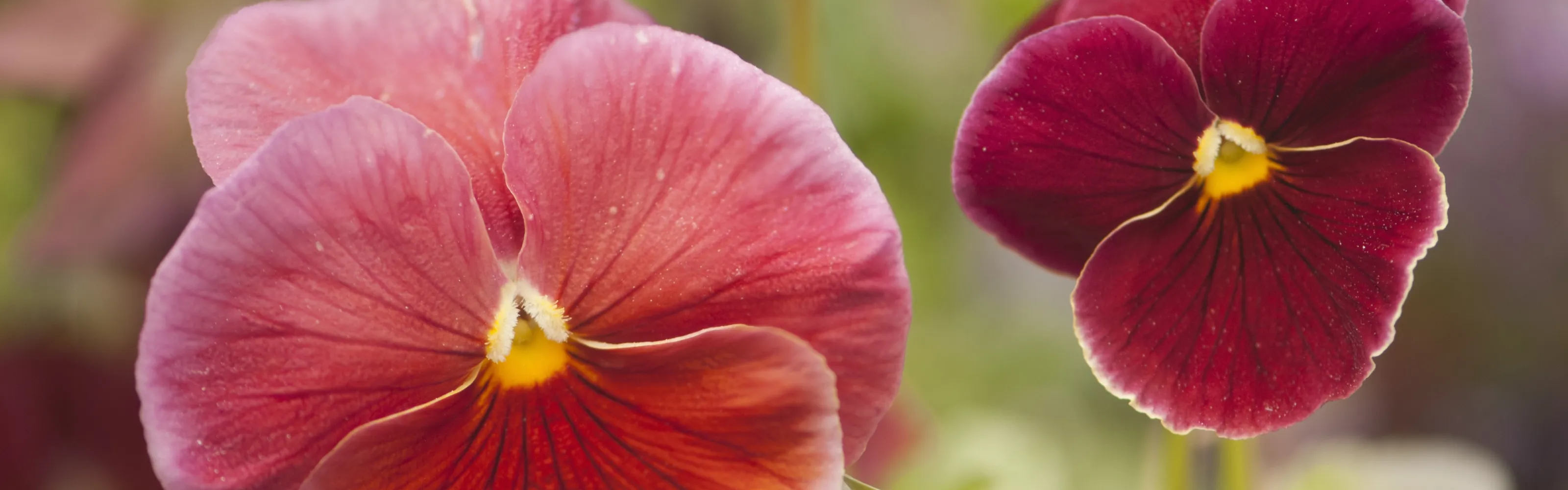 Christmas Garden DIY Pike Nurseries