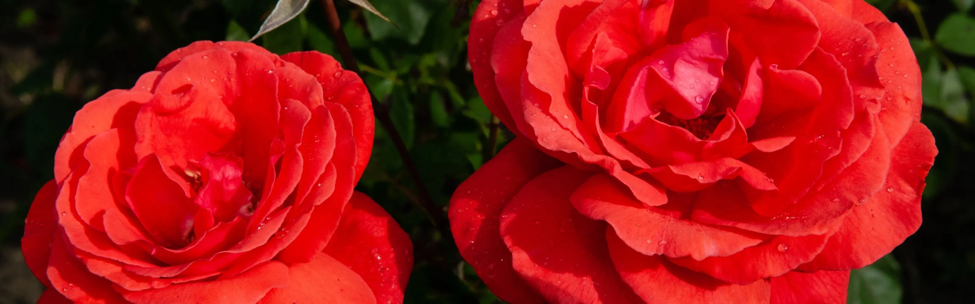 Roses Pike Nurseries