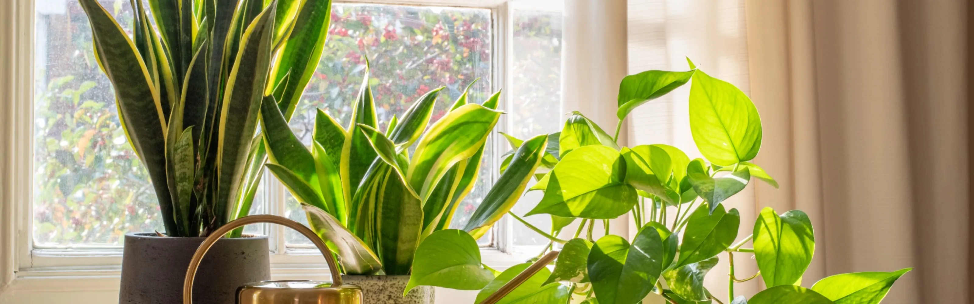 How to Determine Light for Houseplants Pike Nurseries