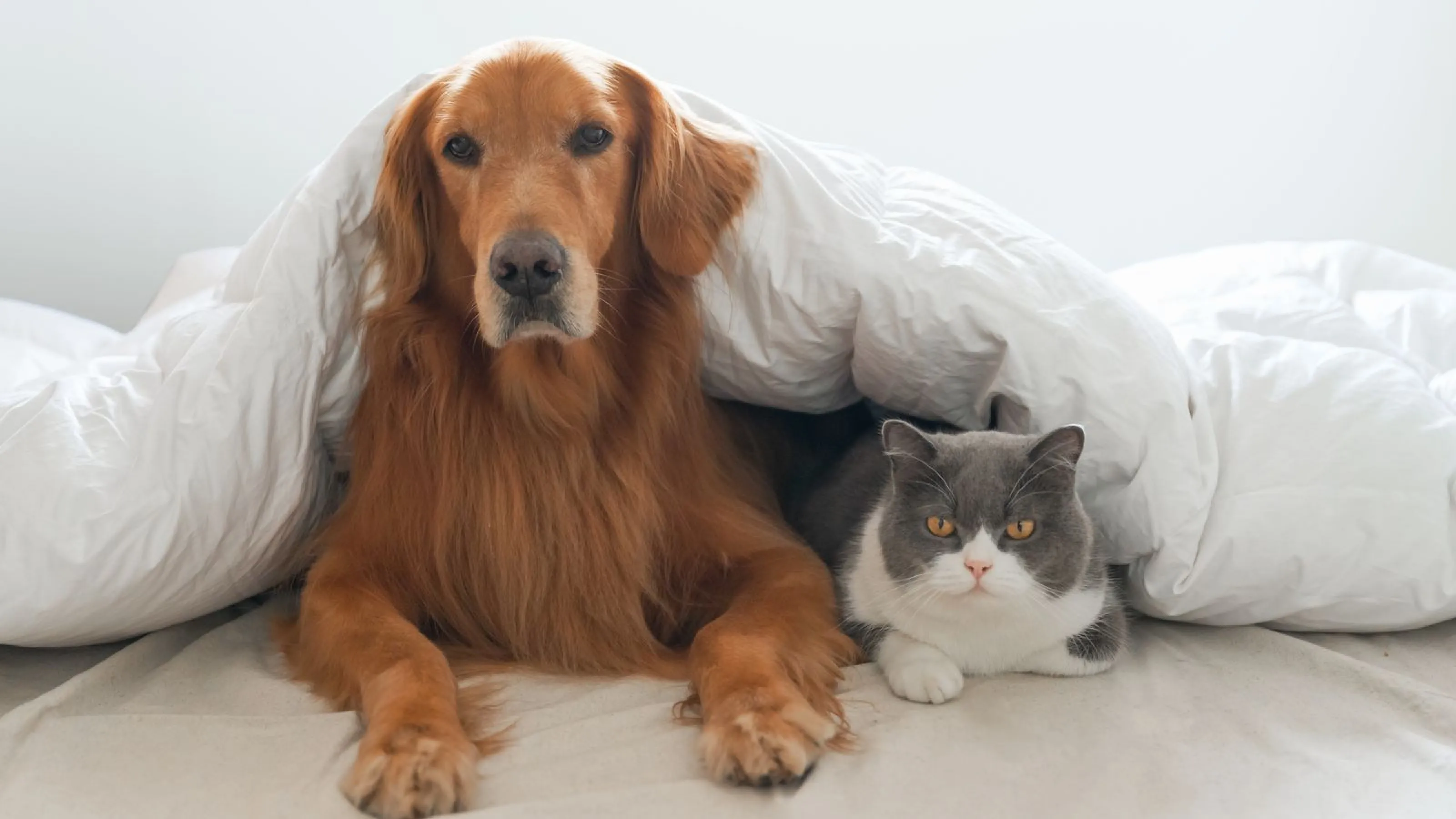 Comforters & Household Items Martinizing Cleaners