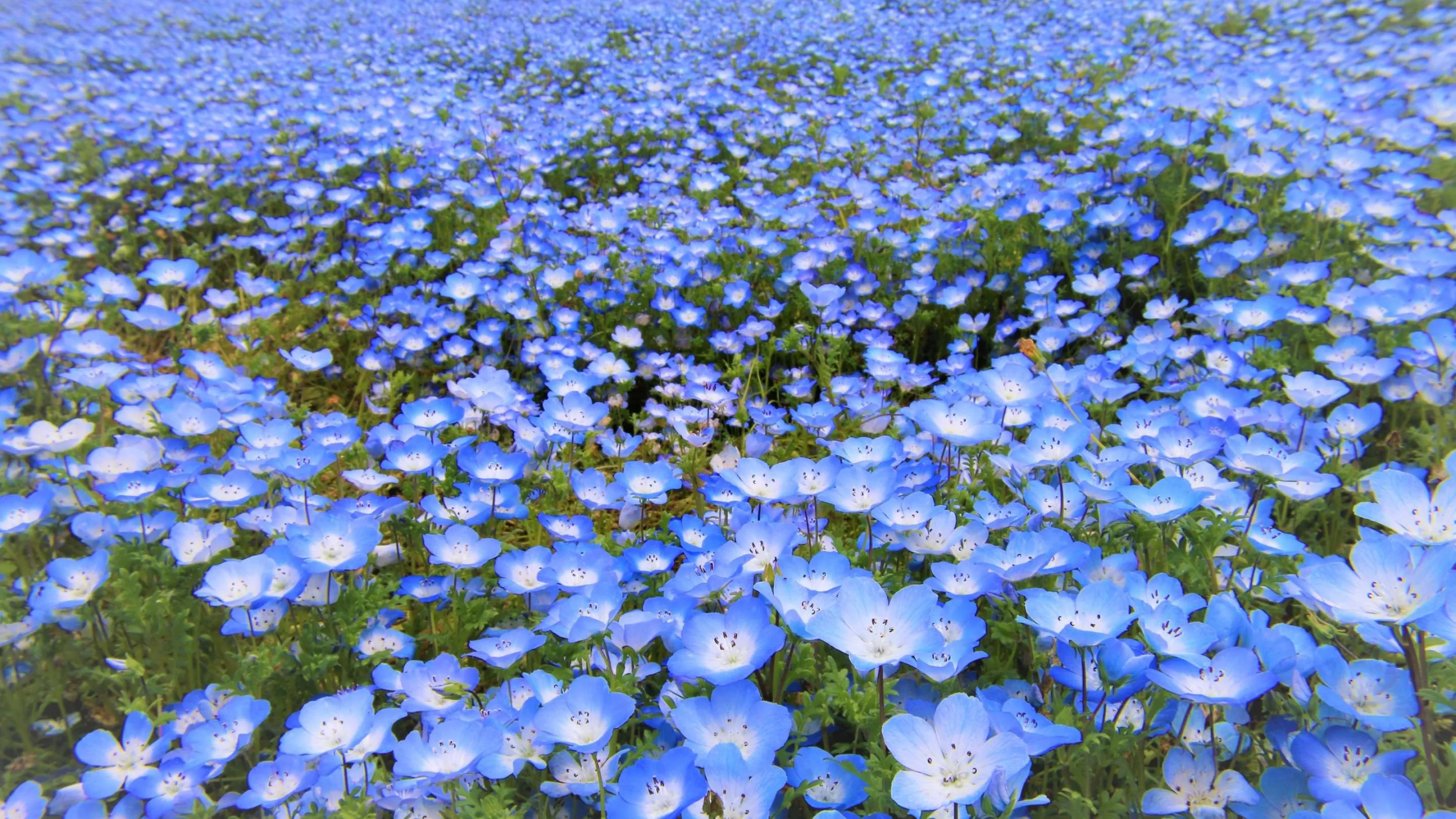 Spring Into Freshness Spring Into Freshness - Leander | Martinizing Cleaners