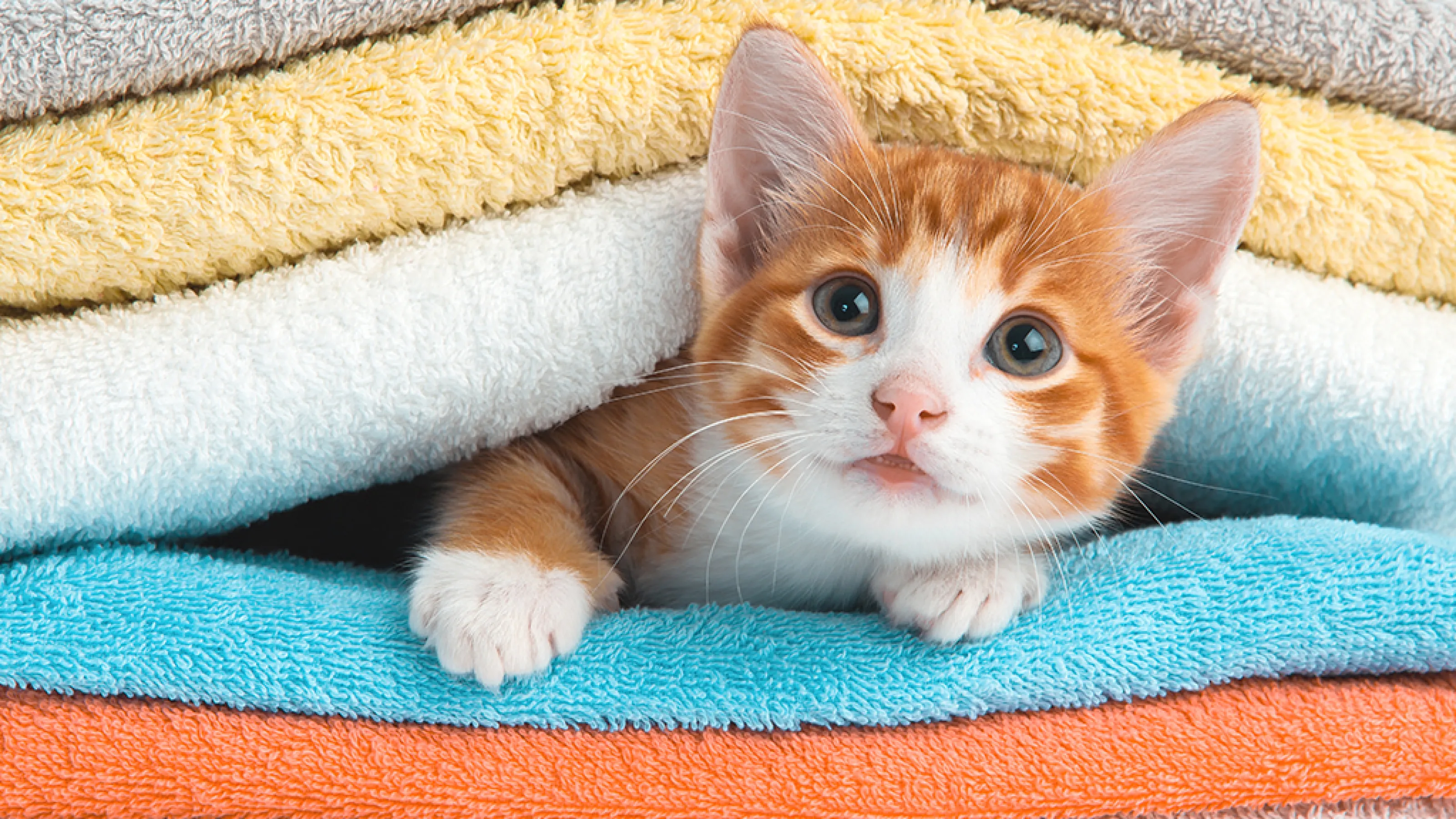 HVAC Maintenance Tips for Pet Owners Estes Services