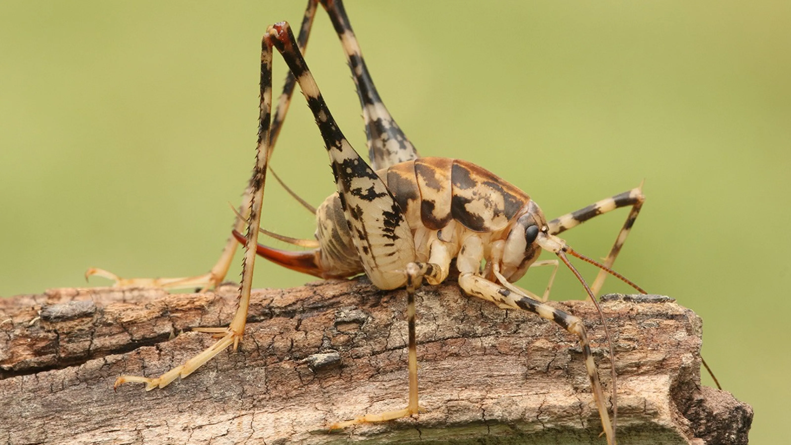 Camel Crickets | Pest Control Library | Palmetto Exterminators