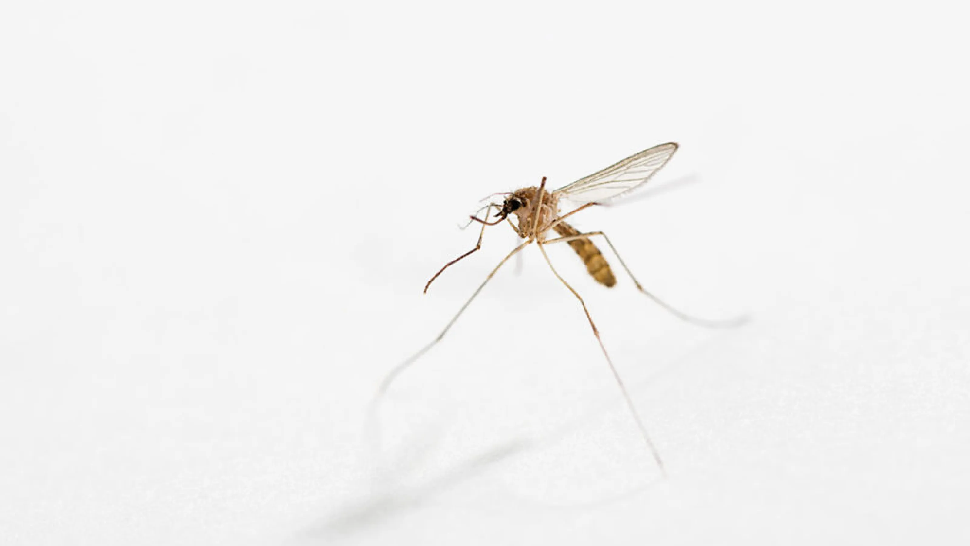 mosquito-pest-control-library-pestnow