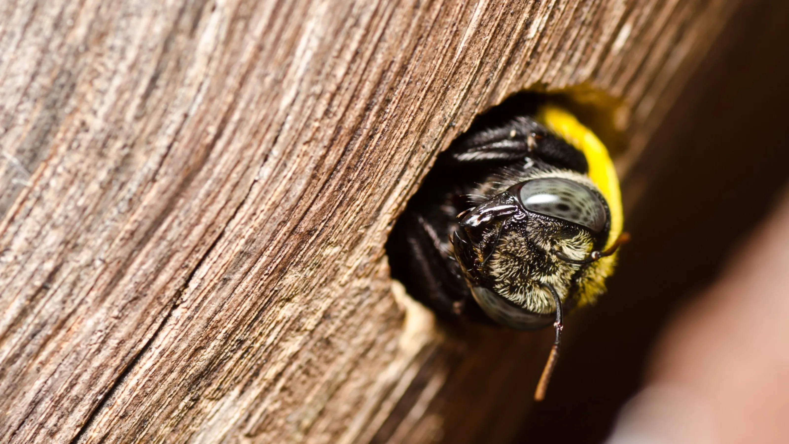 Carpenter Bees | Pest Control Library | Palmetto Exterminators