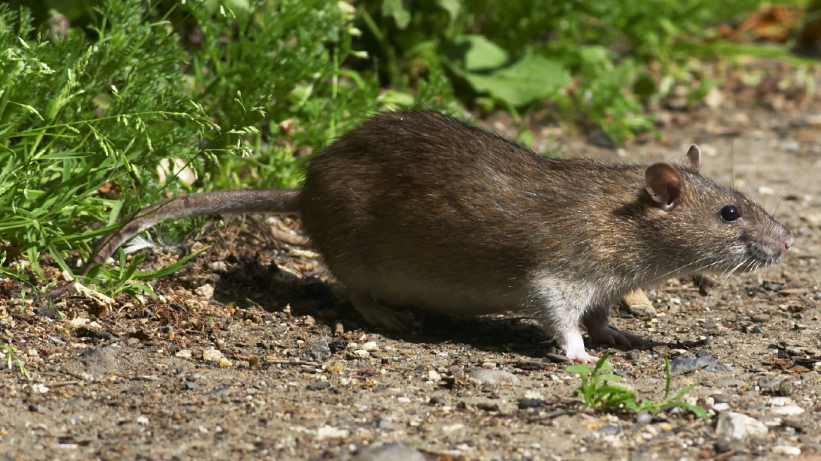 Norway Rat | PestNow