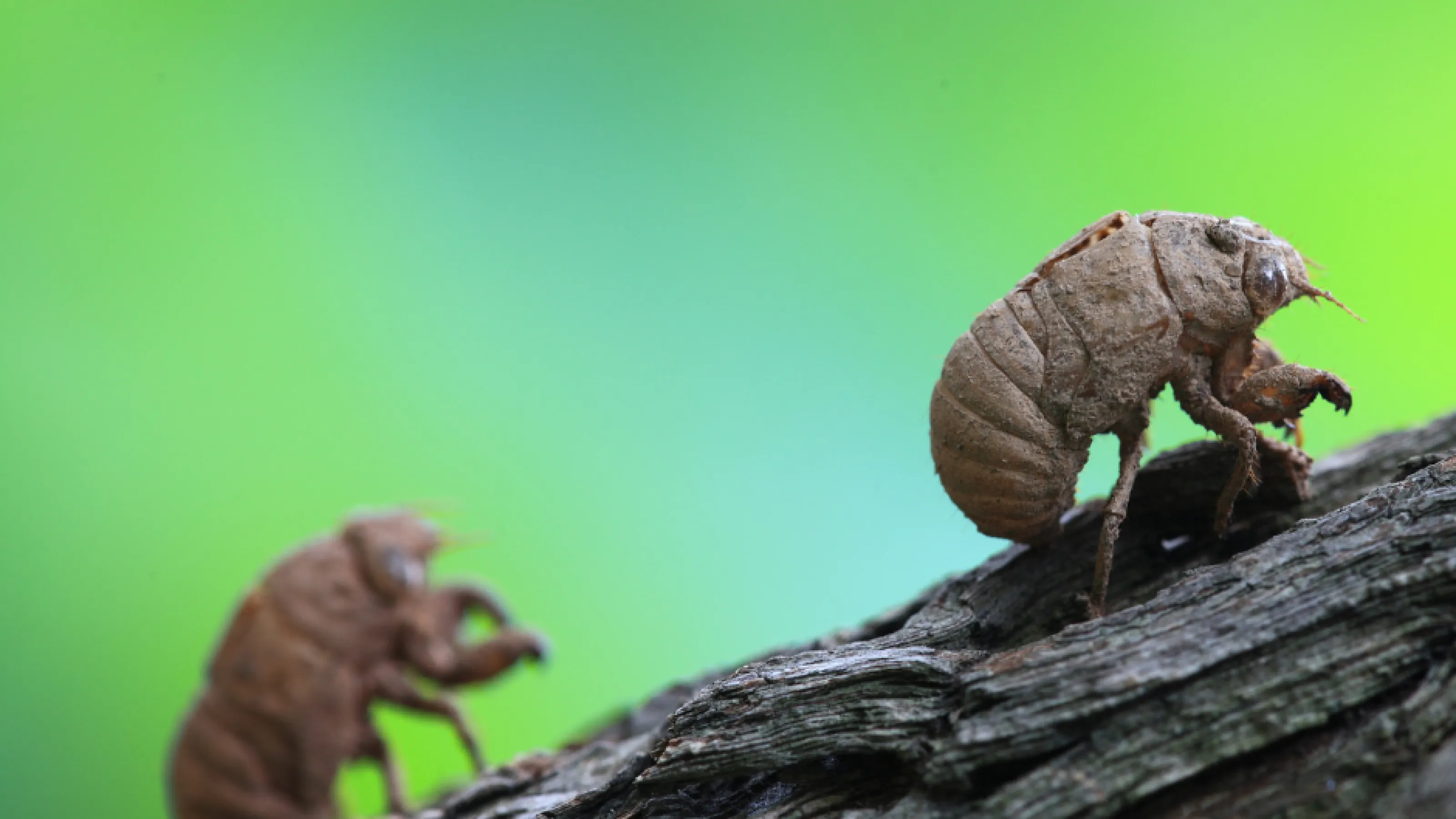 Cicadas pest control library preferred pest control
