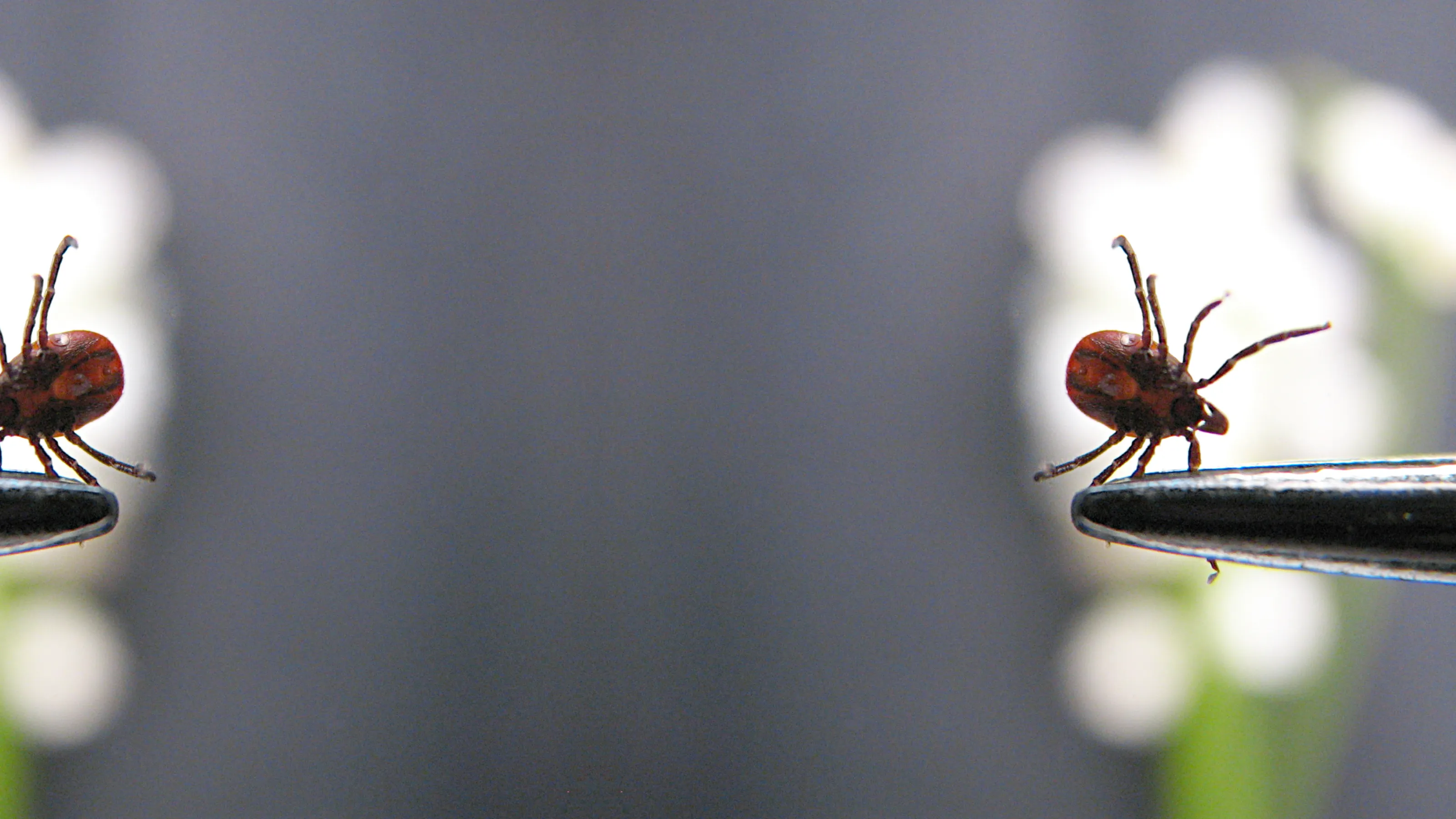 Ticle Insect Tick Facts, Life Cycle and Disease Prevention | PestNow