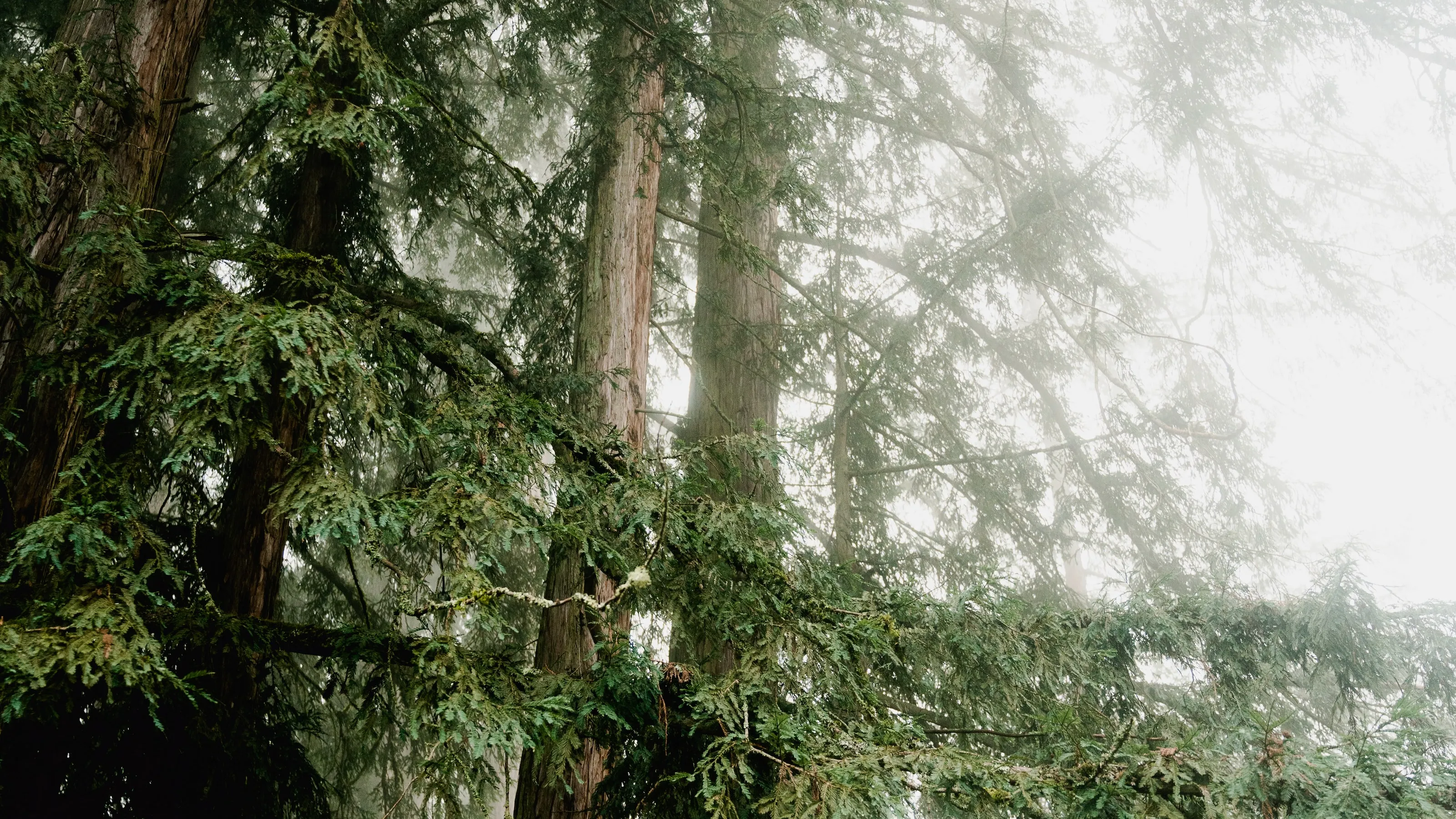 Rebecca L Kidder Peebles Kidder