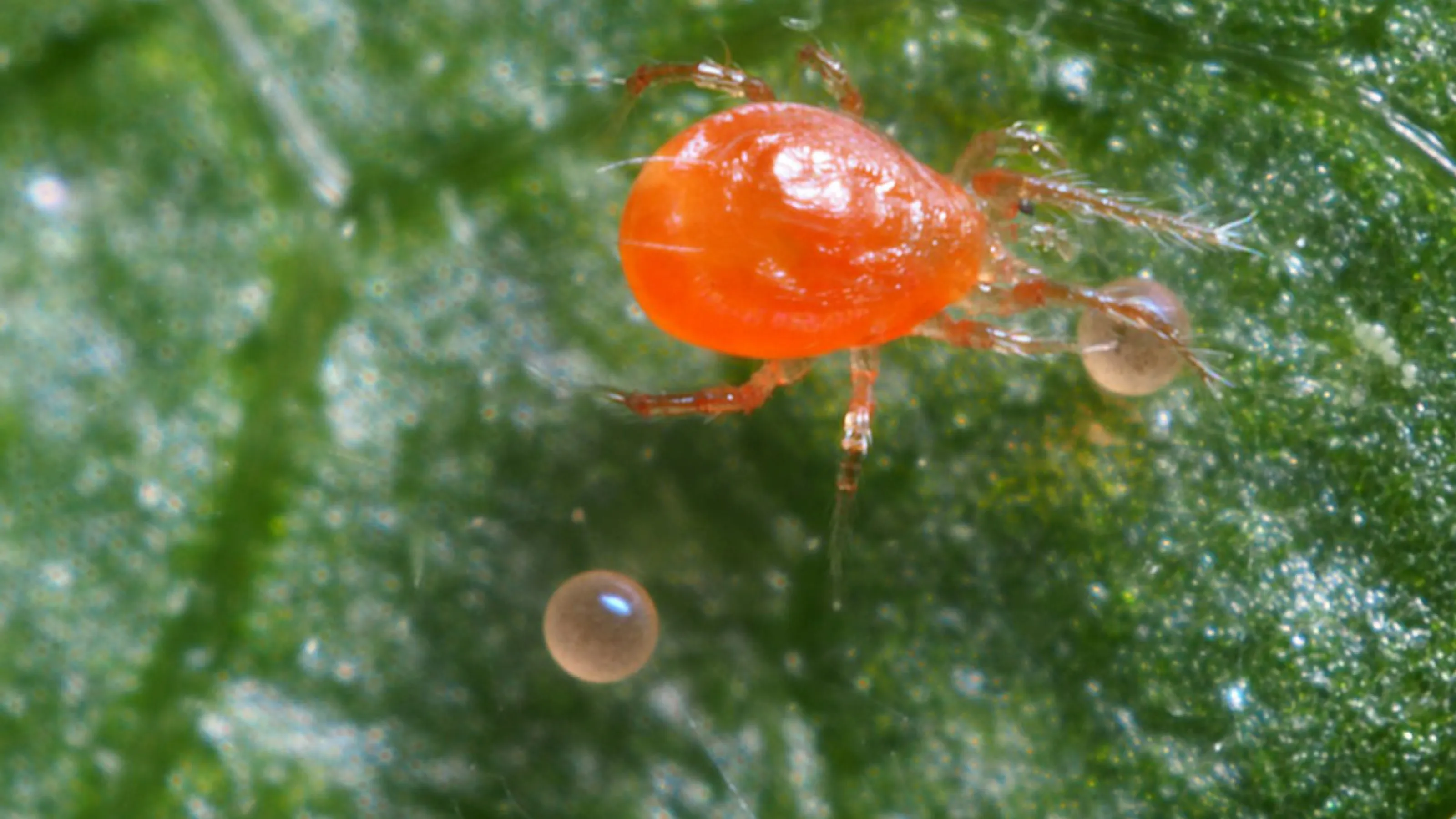 Shrub Insect Tree & Shrub Insect Library | Turf Masters Lawn Care