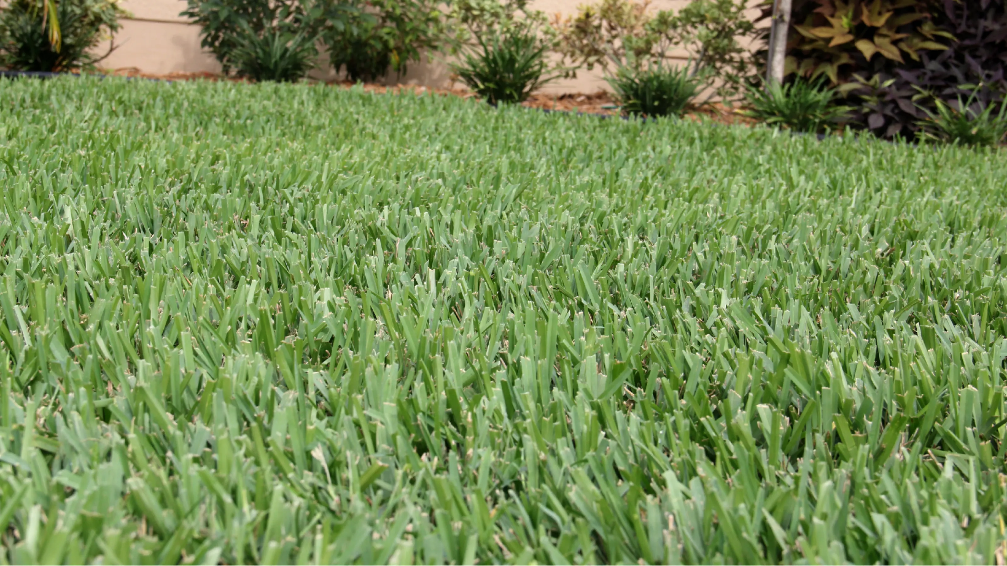 All About Thatch Turf Masters Lawn Care