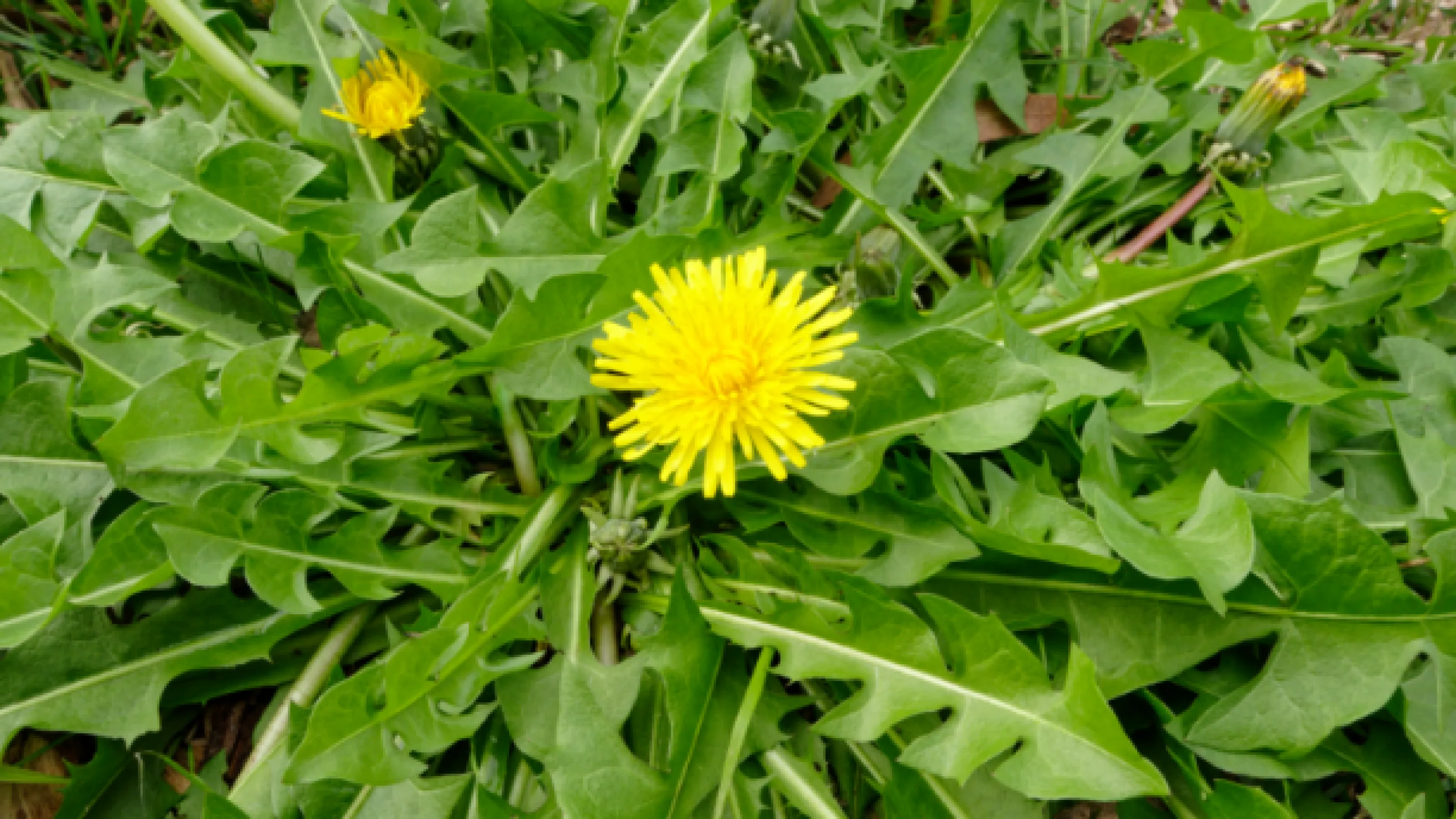 resource-library-turf-masters-lawn-care-turf-masters-lawn-care