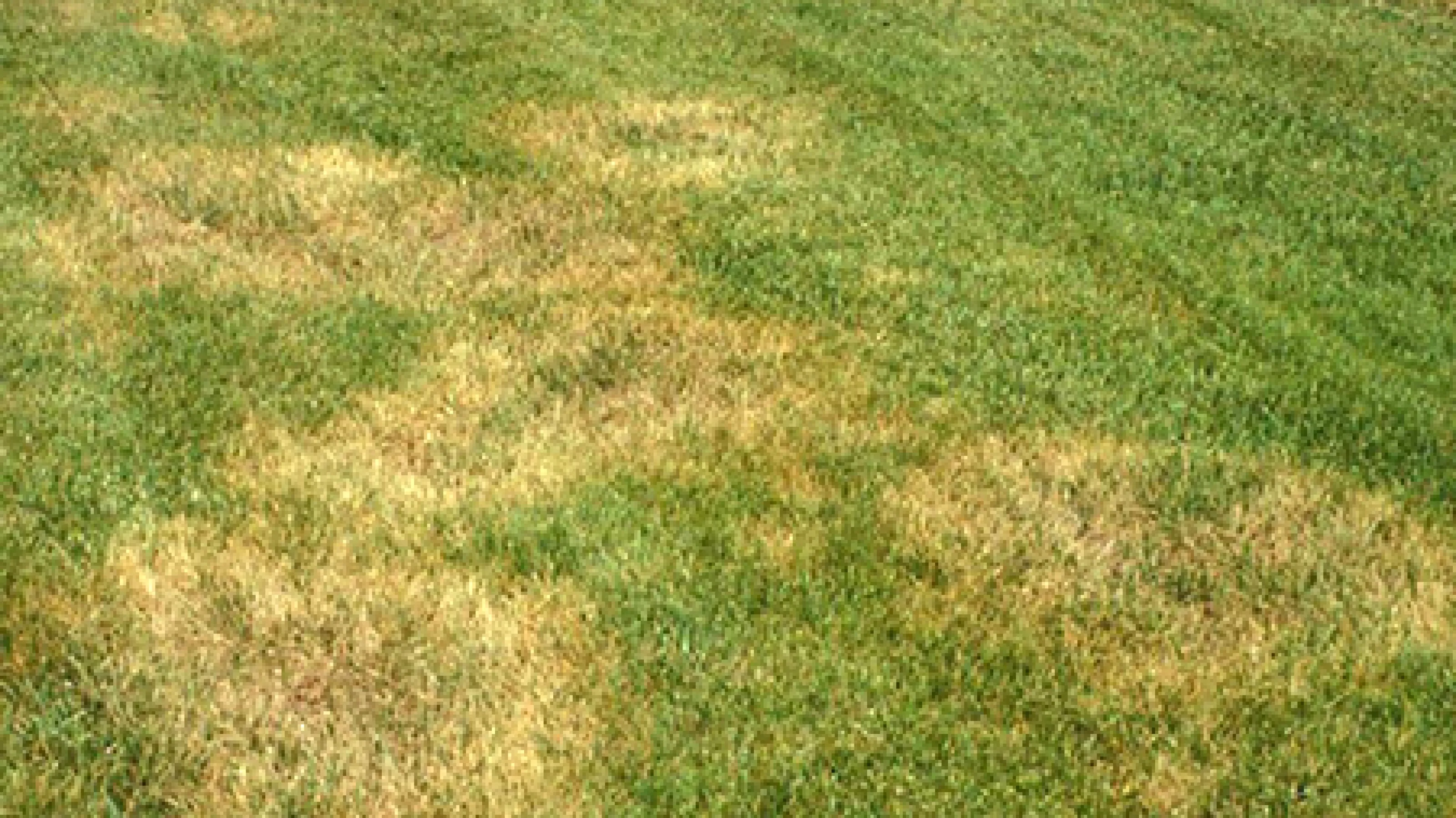 Lawn Disease Library Turf Masters Lawn Care Turf Masters Lawn Care
