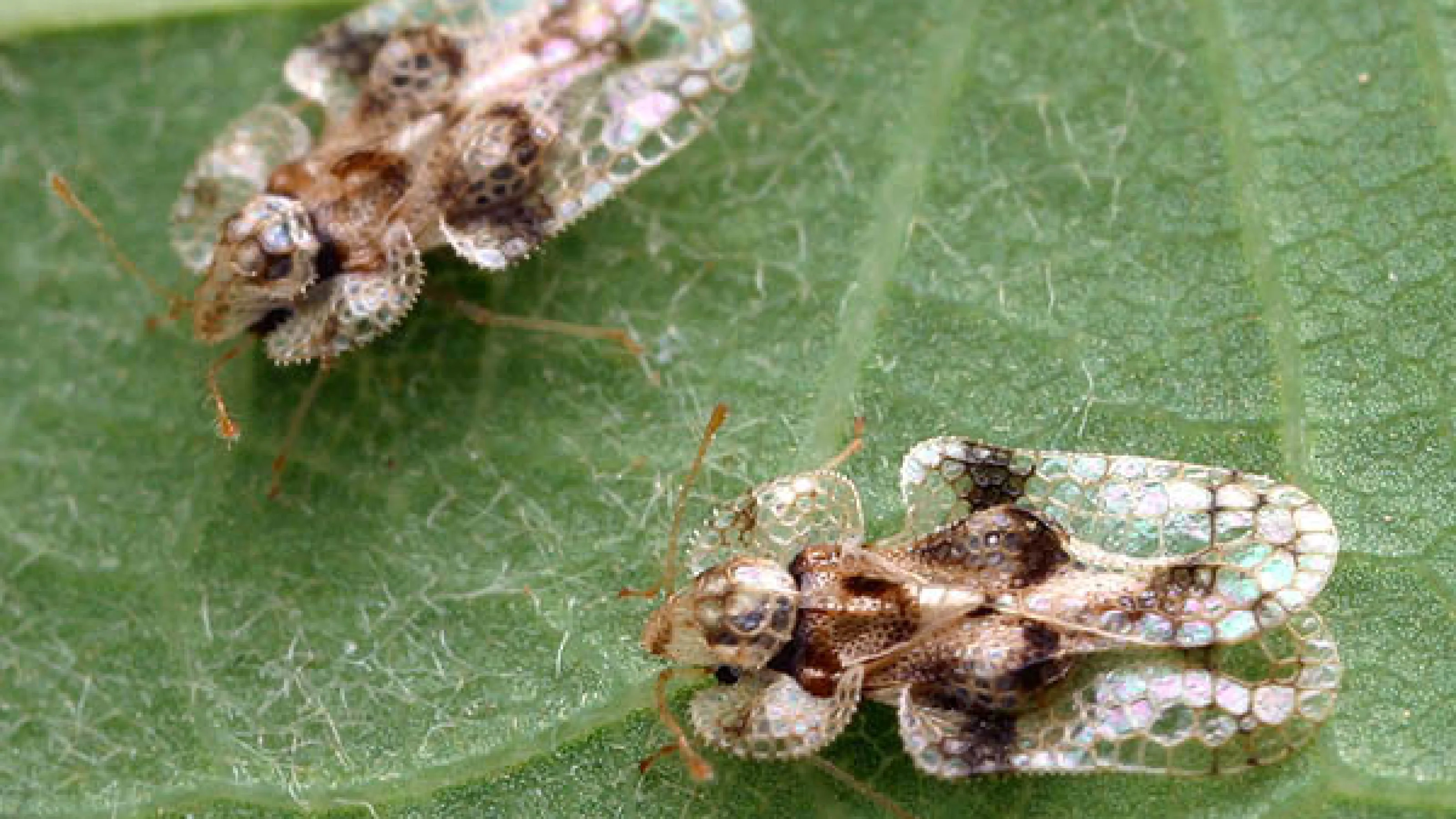 Shrub Insect Tree & Shrub Insect Library | Turf Masters Lawn Care