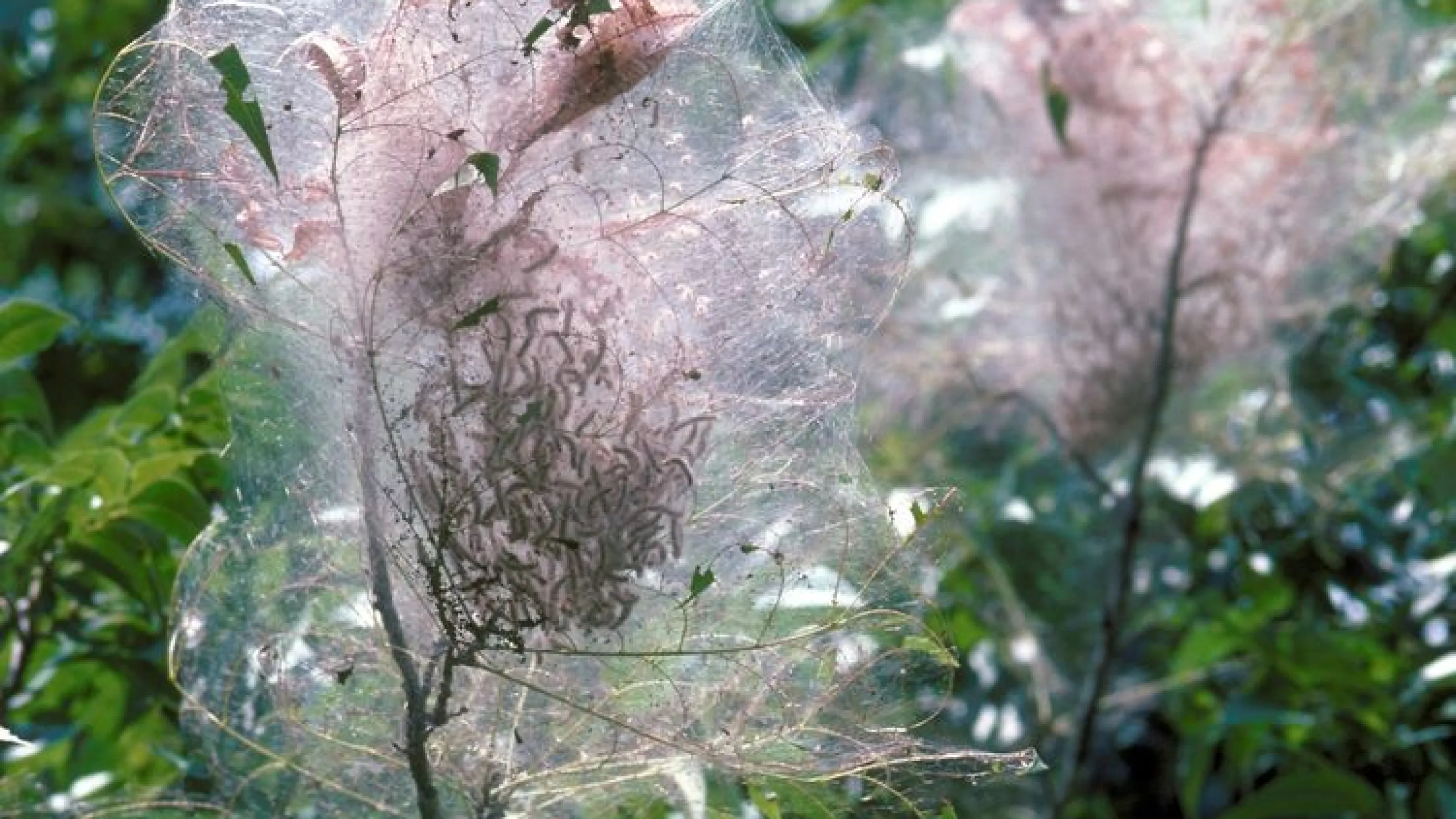 Tree & Shrub Insect Library | Turf Masters Lawn Care