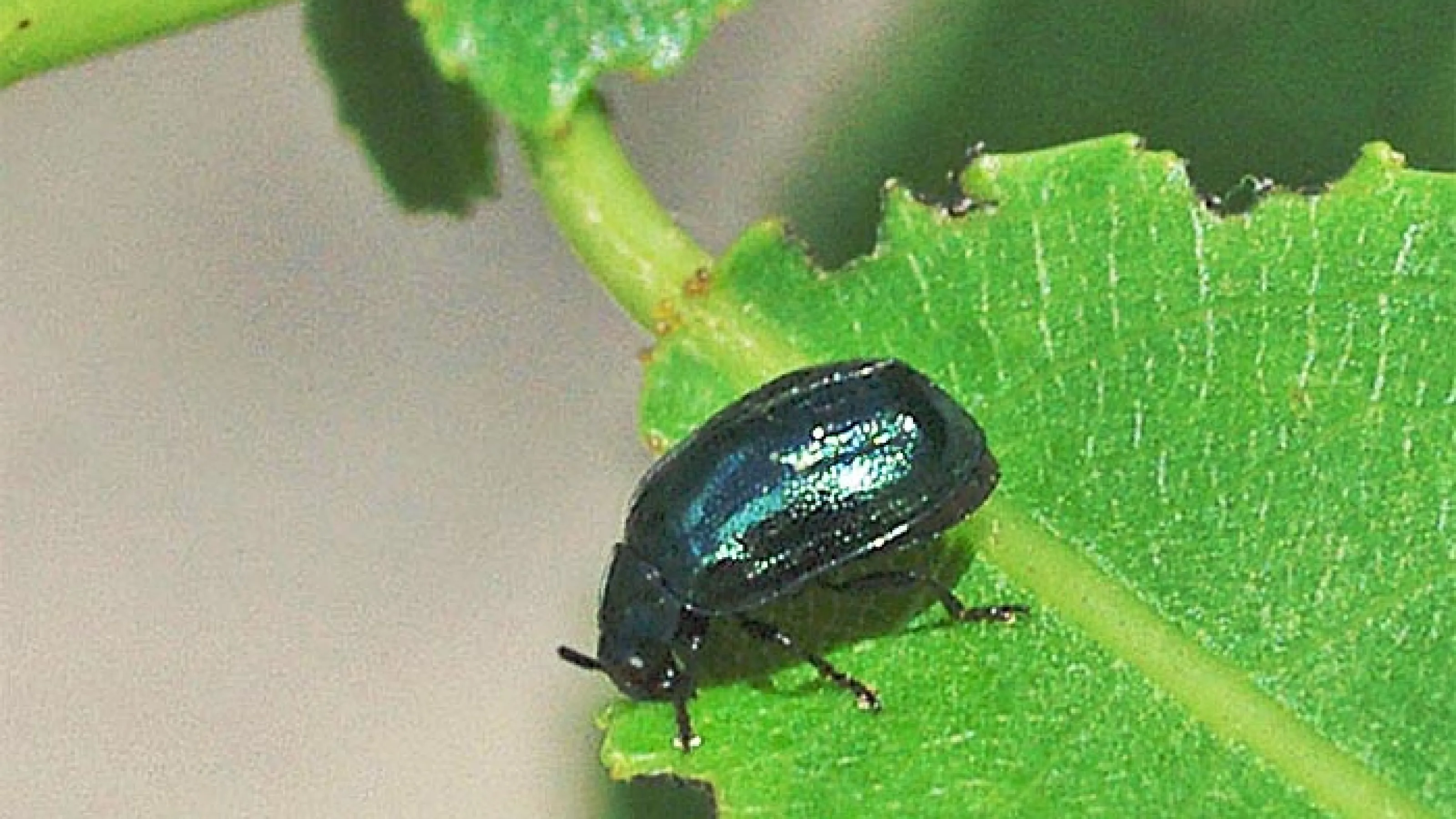 Shrubb Insect Tree & Shrub Insect Library | Turf Masters Lawn Care
