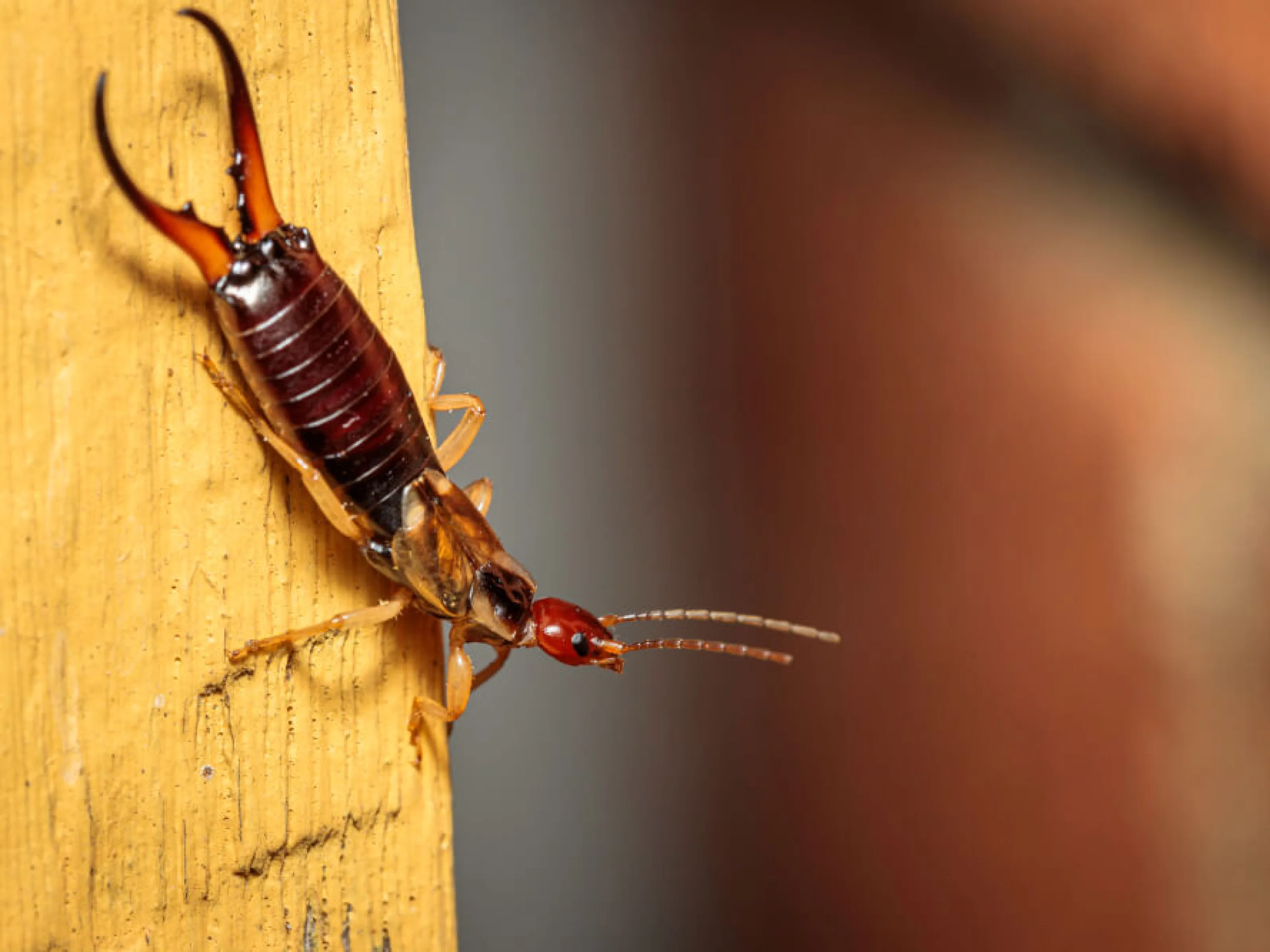 Earwig Control | Solve Pest Pros