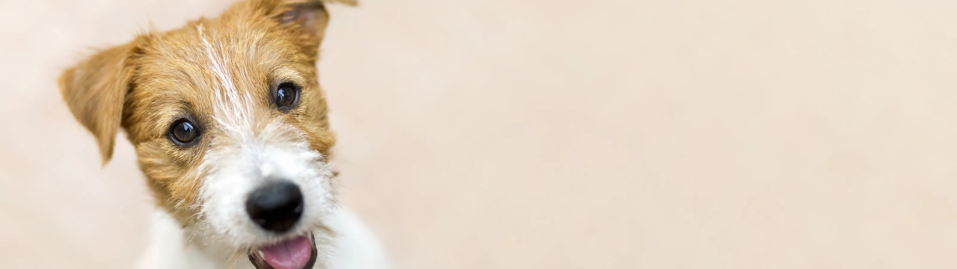 Biological Odor Treatment Zerorez Greenville