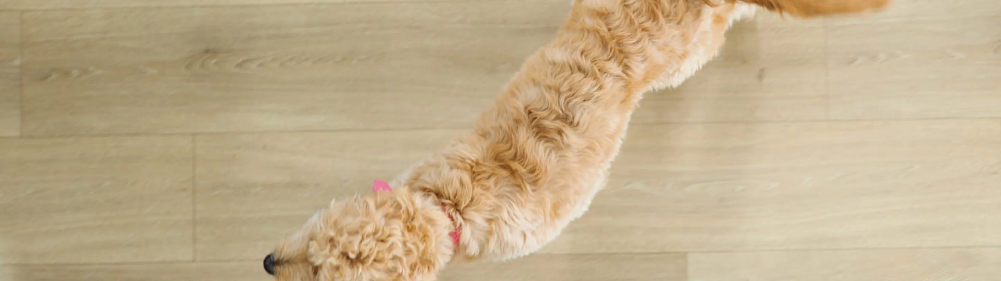 Carpet Cleaning Smyrna GA Zerorez Carpet Cleaning Atlanta