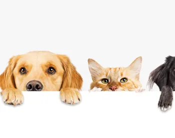 Preview image for How Pet Ownership Can Improve Your Health