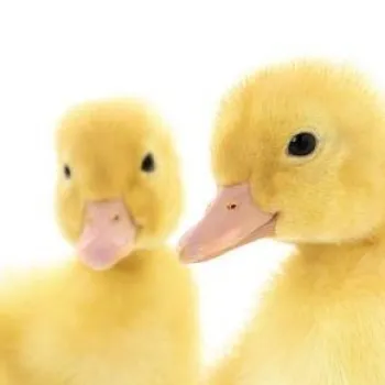 Image for Are All Your Ducks In A Row?