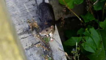 a rodent on a wooden surface