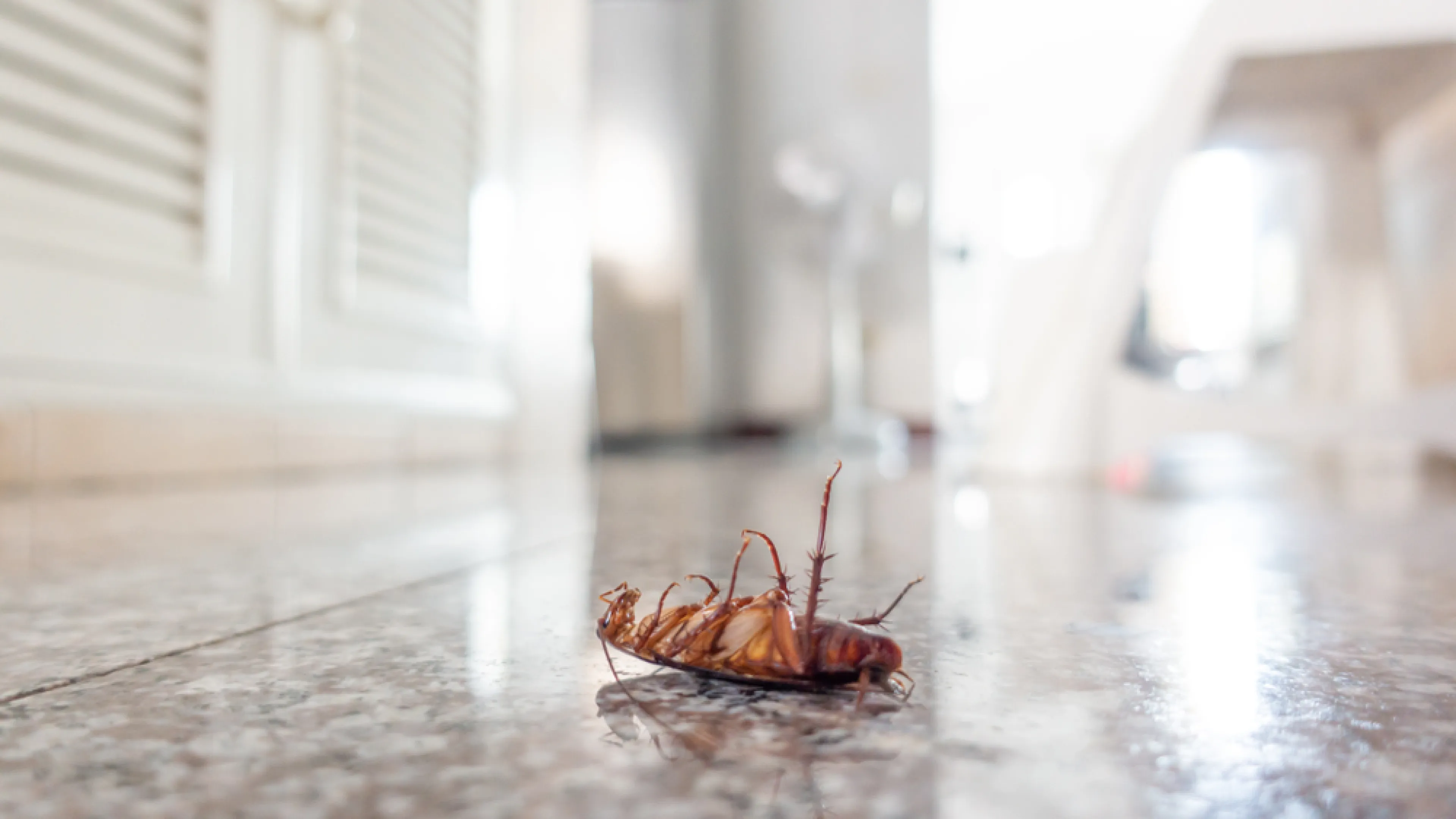 Cockroaches | A Guide To Common Pests In Snohomish, WA | Guard Pest Control