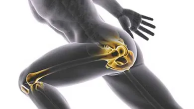 a close up of an animal