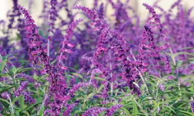 a purple flower on a plant