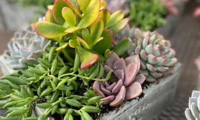 a close up of a flower garden