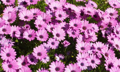 a close up of a flower with Hulda Klager Lilac Gardens in the background