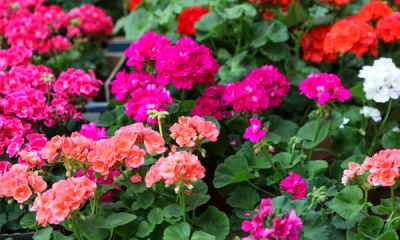 a close up of a flower
