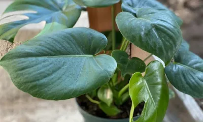 a green plant