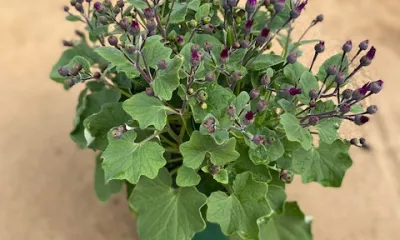 a close up of a plant