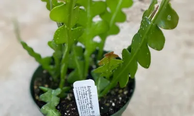a close up of a green plant