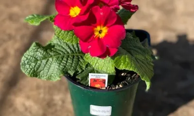 a close up of a flower