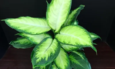 a green plant