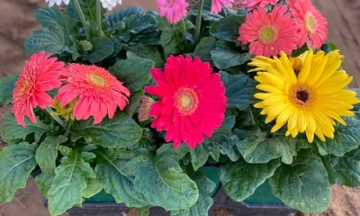 a colorful flower on a plant