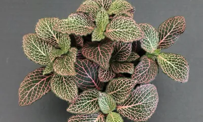 a close up of a plant