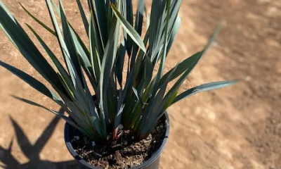 a close up of a flower pot