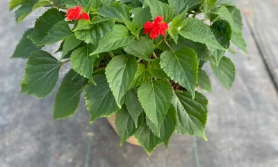 a close up of a flower garden