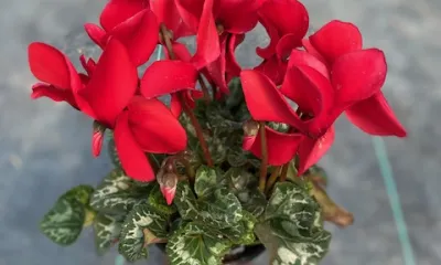 a vase of flowers on a plant