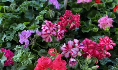 a close up of a flower