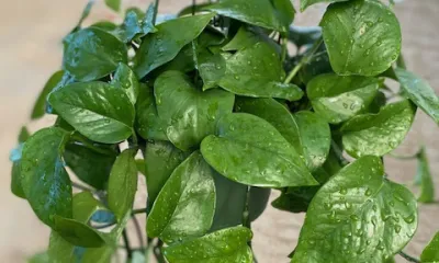 a close up of a green leaf