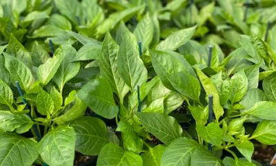 a green plant in a garden