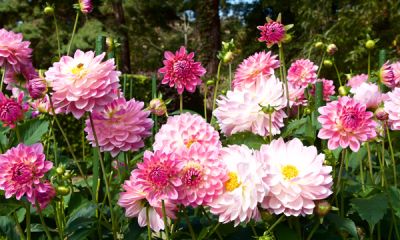a close up of a bunch of purple flowers