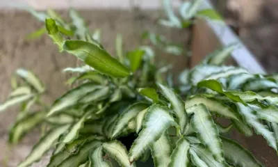a close up of a plant